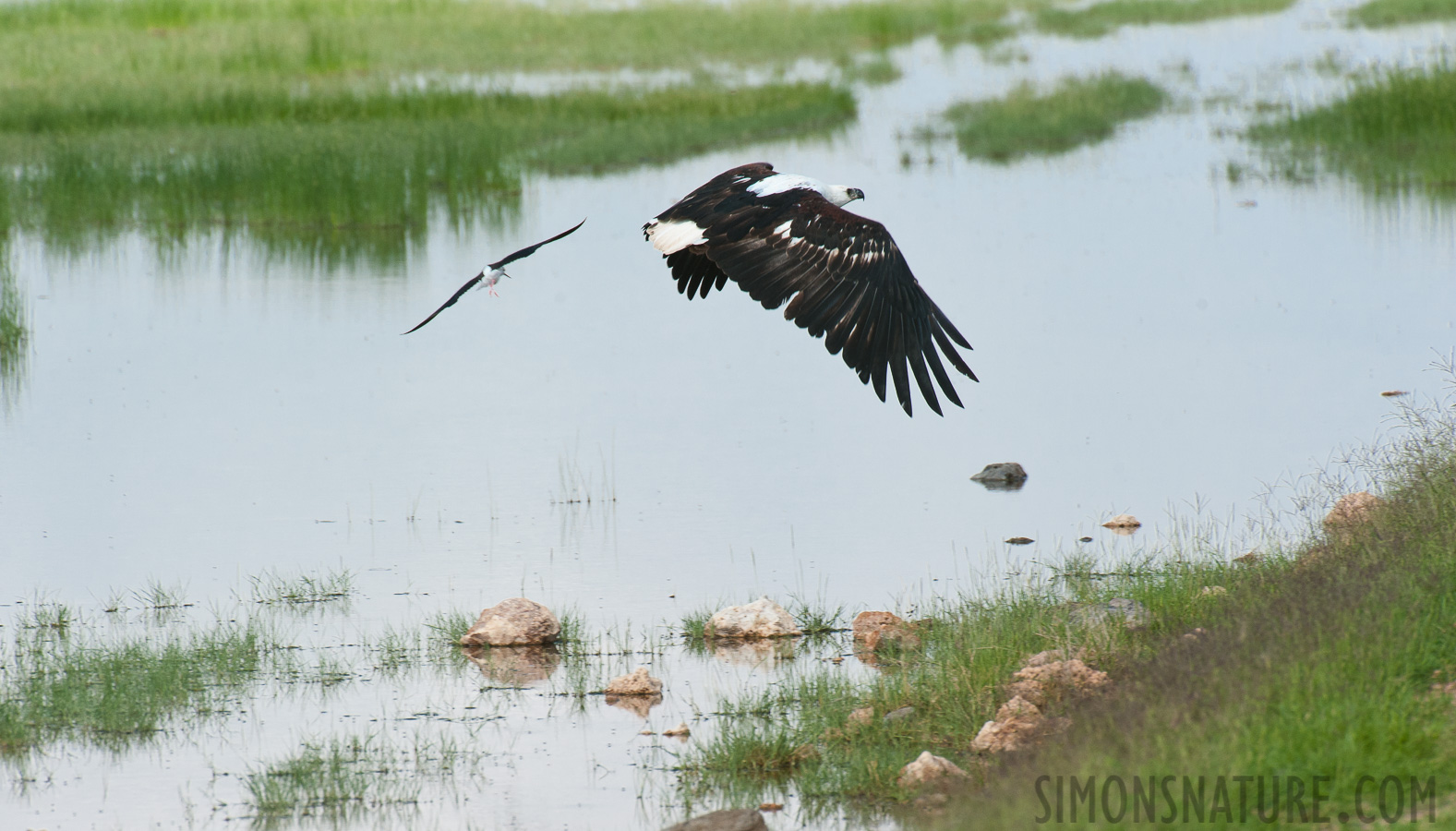 Haliaeetus vocifer [550 mm, 1/800 sec at f / 10, ISO 800]